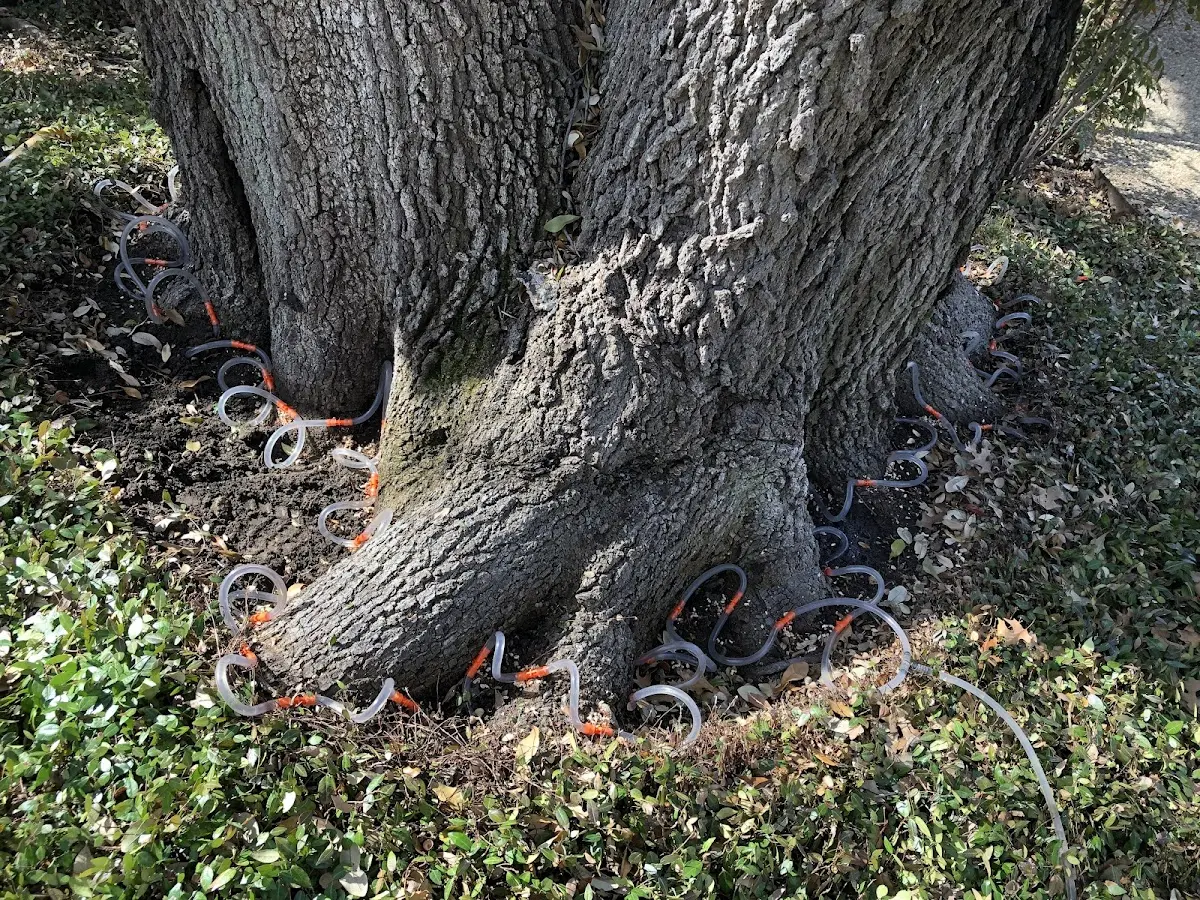 Detailed Shrub and Hedge Trimming job site in Saint Michaels
